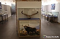 VBS_9178 - Museo Paleontologico - Asti